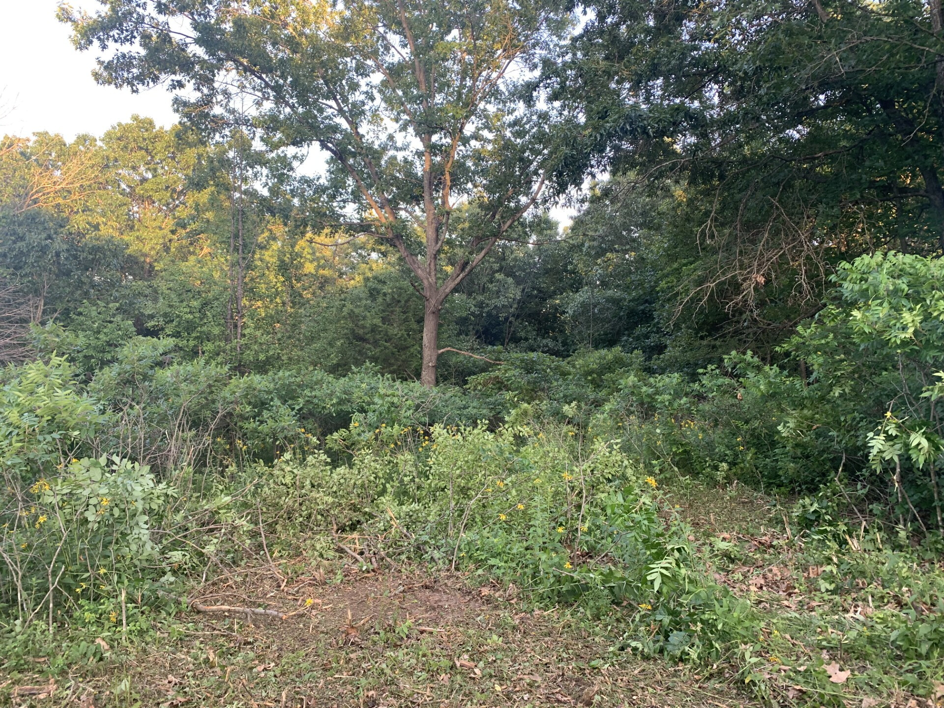Ozark Brush Land Clearing | Forestry Mulching in Missouri